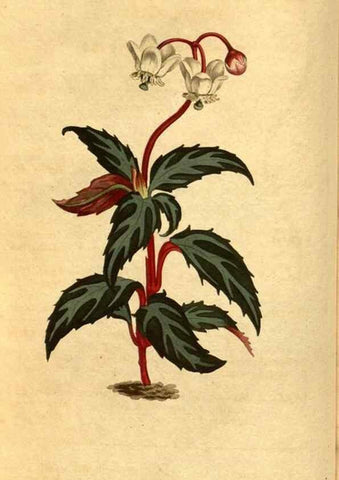 Reproducción/Reproduction 10594303035: Curtis's botanical magazine.. London ;New York [etc.] :Academic Press [etc.]