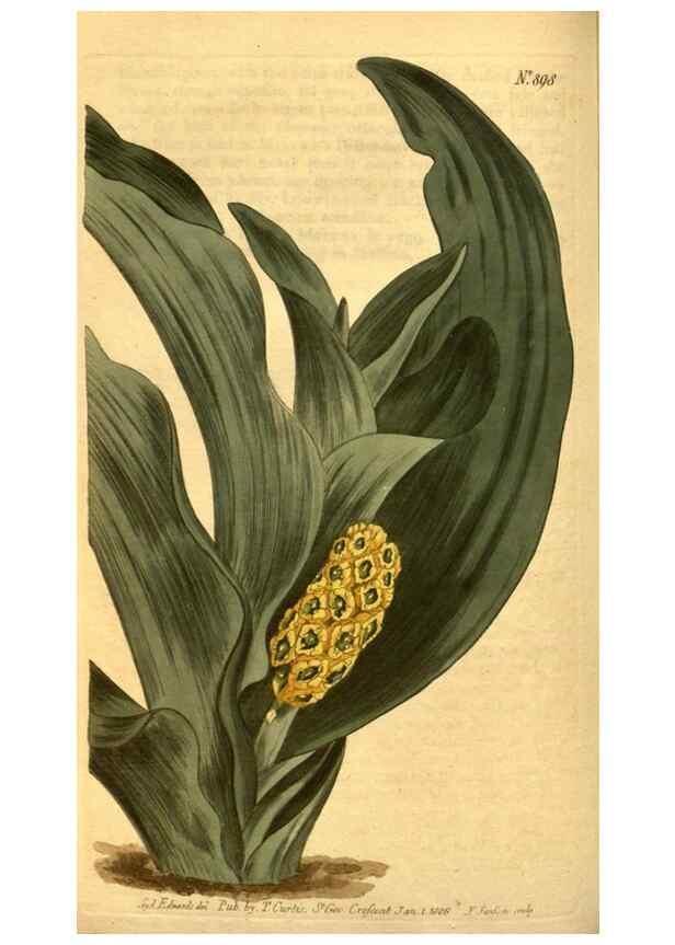 Reproducción/Reproduction 10594566173: Curtis's botanical magazine.. London ;New York [etc.] :Academic Press [etc.]