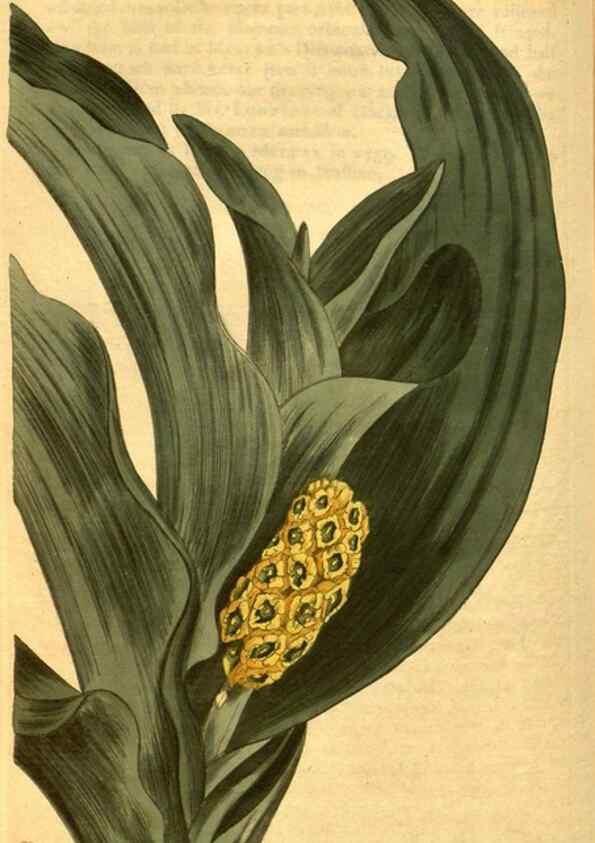 Reproducción/Reproduction 10594566173: Curtis's botanical magazine.. London ;New York [etc.] :Academic Press [etc.]