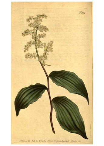 Reproducción/Reproduction 10594322896: Curtis's botanical magazine.. London ;New York [etc.] :Academic Press [etc.]