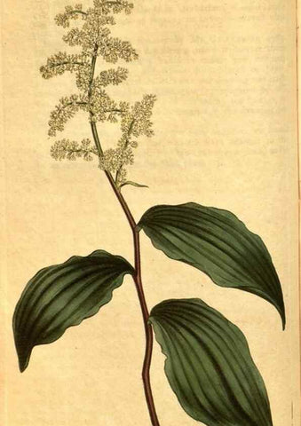 Reproducción/Reproduction 10594322896: Curtis's botanical magazine.. London ;New York [etc.] :Academic Press [etc.]