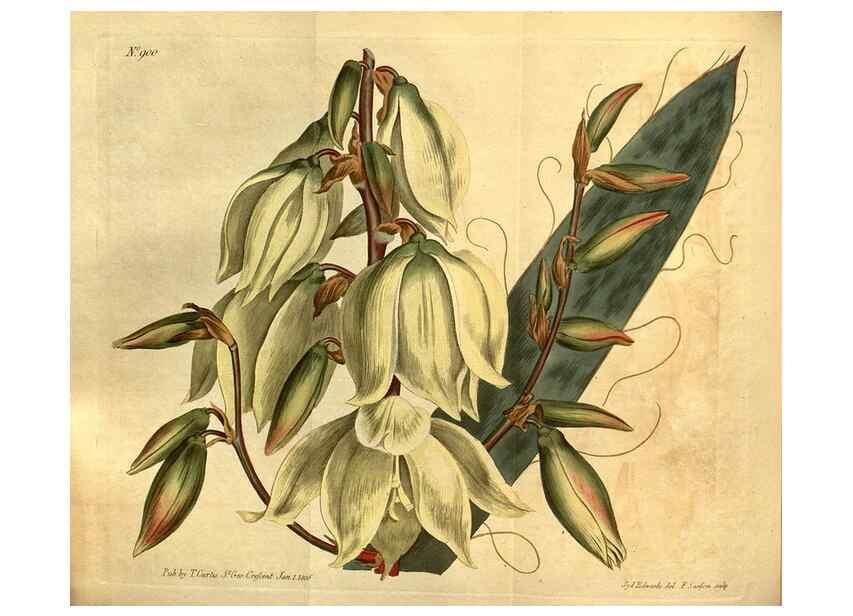 Reproducción/Reproduction 10594325936: Curtis's botanical magazine.. London ;New York [etc.] :Academic Press [etc.]