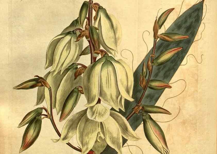 Reproducción/Reproduction 10594325936: Curtis's botanical magazine.. London ;New York [etc.] :Academic Press [etc.]
