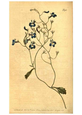 Reproducción/Reproduction 10594578293: Curtis's botanical magazine.. London ;New York [etc.] :Academic Press [etc.]