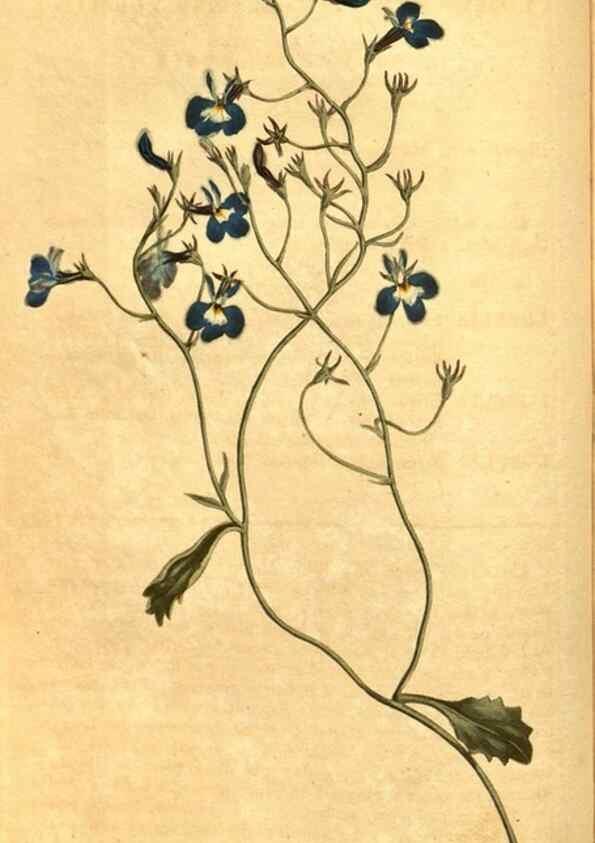Reproducción/Reproduction 10594578293: Curtis's botanical magazine.. London ;New York [etc.] :Academic Press [etc.]