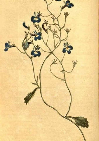 Reproducción/Reproduction 10594578293: Curtis's botanical magazine.. London ;New York [etc.] :Academic Press [etc.]