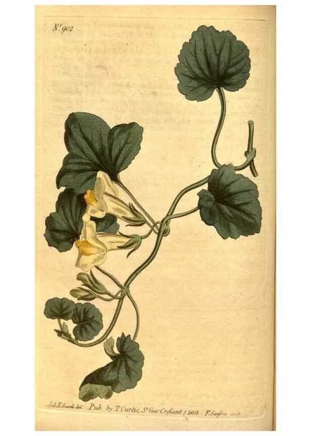 Reproducción/Reproduction 10594334356: Curtis's botanical magazine.. London ;New York [etc.] :Academic Press [etc.]