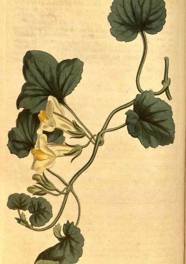 Reproducción/Reproduction 10594334356: Curtis's botanical magazine.. London ;New York [etc.] :Academic Press [etc.]