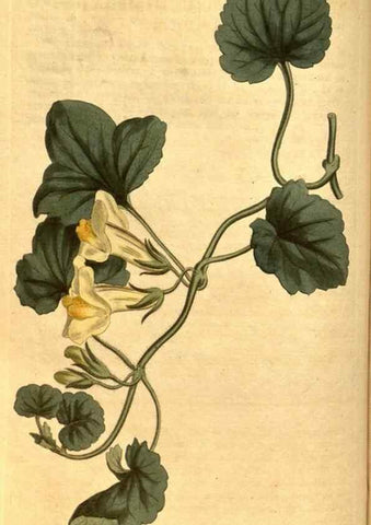 Reproducción/Reproduction 10594334356: Curtis's botanical magazine.. London ;New York [etc.] :Academic Press [etc.]