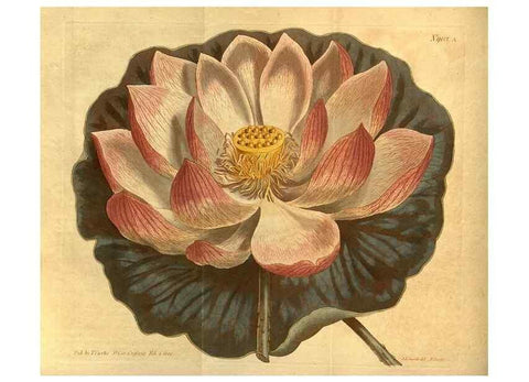 Reproducción/Reproduction 10594586753: Curtis's botanical magazine.. London ;New York [etc.] :Academic Press [etc.]