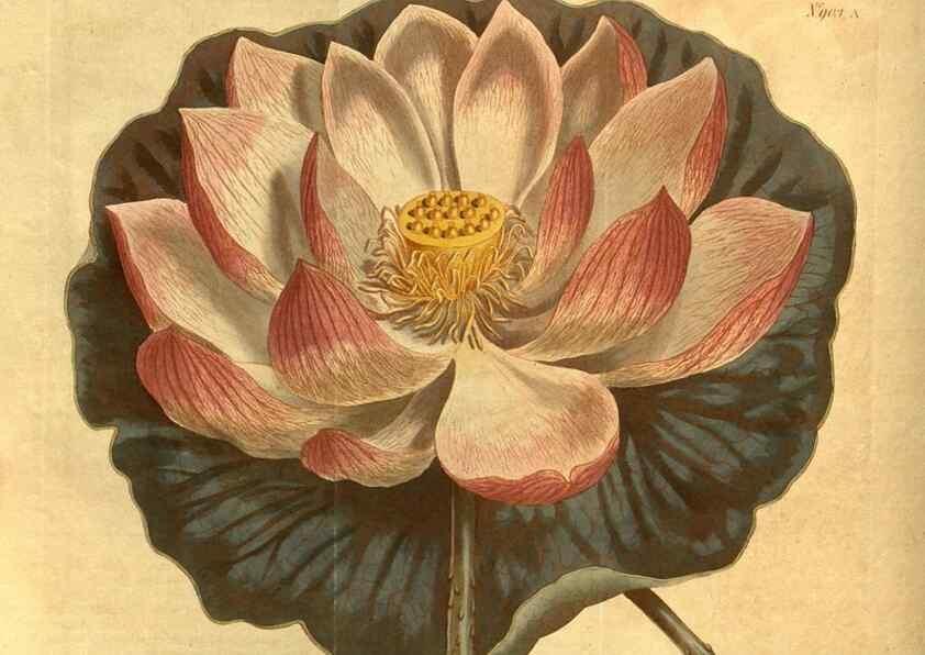 Reproducción/Reproduction 10594586753: Curtis's botanical magazine.. London ;New York [etc.] :Academic Press [etc.]