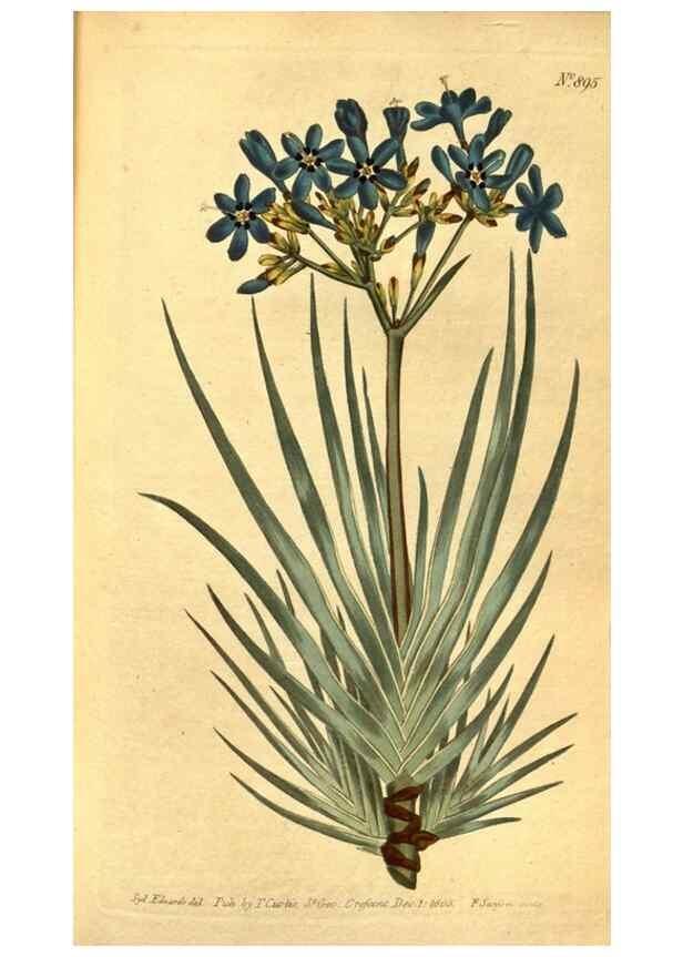 Reproducción/Reproduction 10594321854: Curtis's botanical magazine.. London ;New York [etc.] :Academic Press [etc.]
