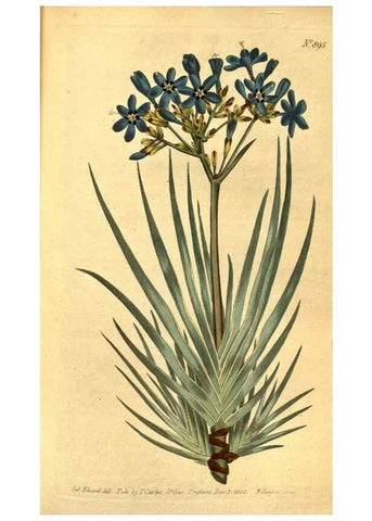 Reproducción/Reproduction 10594321854: Curtis's botanical magazine.. London ;New York [etc.] :Academic Press [etc.]