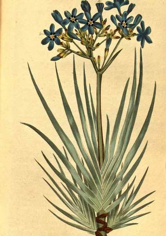Reproducción/Reproduction 10594321854: Curtis's botanical magazine.. London ;New York [etc.] :Academic Press [etc.]