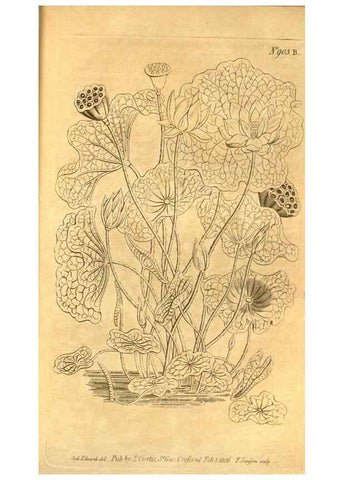 Reproducción/Reproduction 10594590913: Curtis's botanical magazine.. London ;New York [etc.] :Academic Press [etc.]