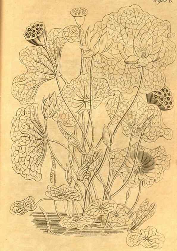 Reproducción/Reproduction 10594590913: Curtis's botanical magazine.. London ;New York [etc.] :Academic Press [etc.]