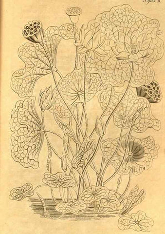 Reproducción/Reproduction 10594590913: Curtis's botanical magazine.. London ;New York [etc.] :Academic Press [etc.]