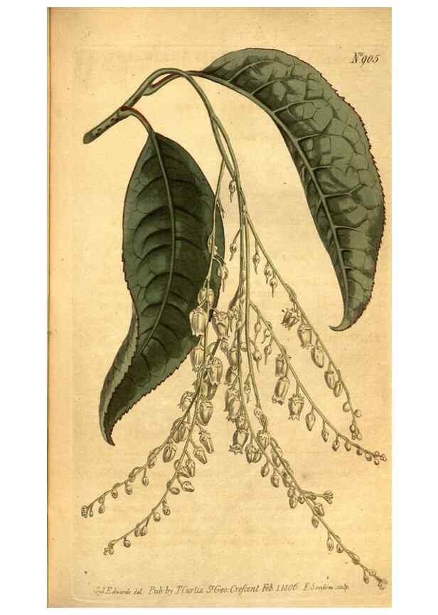 Reproducción/Reproduction 10594351846: Curtis's botanical magazine.. London ;New York [etc.] :Academic Press [etc.]