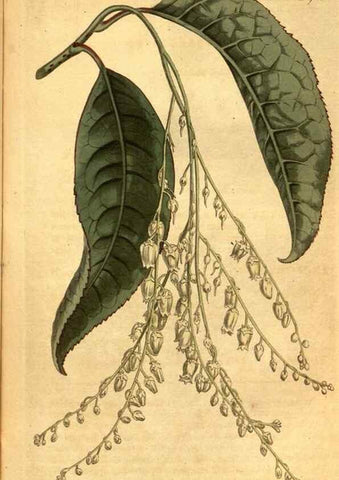 Reproducción/Reproduction 10594351846: Curtis's botanical magazine.. London ;New York [etc.] :Academic Press [etc.]