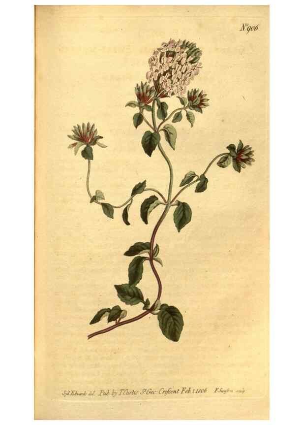 Reproducción/Reproduction 10594356566: Curtis's botanical magazine.. London ;New York [etc.] :Academic Press [etc.]