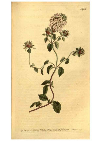 Reproducción/Reproduction 10594356566: Curtis's botanical magazine.. London ;New York [etc.] :Academic Press [etc.]
