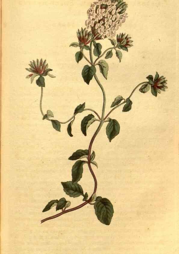 Reproducción/Reproduction 10594356566: Curtis's botanical magazine.. London ;New York [etc.] :Academic Press [etc.]