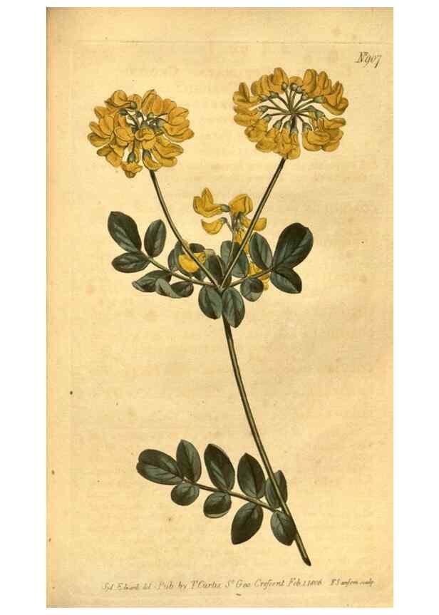 Reproducción/Reproduction 10594380534: Curtis's botanical magazine.. London ;New York [etc.] :Academic Press [etc.]