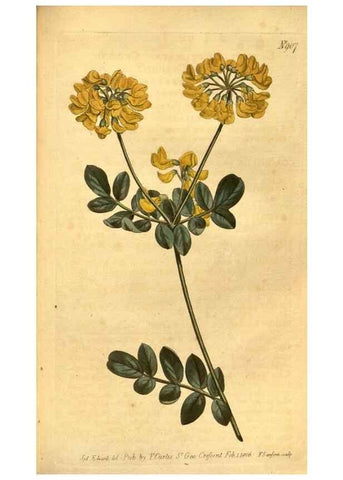 Reproducción/Reproduction 10594380534: Curtis's botanical magazine.. London ;New York [etc.] :Academic Press [etc.]