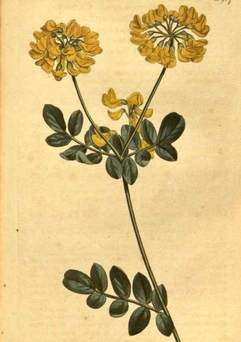 Reproducción/Reproduction 10594380534: Curtis's botanical magazine.. London ;New York [etc.] :Academic Press [etc.]