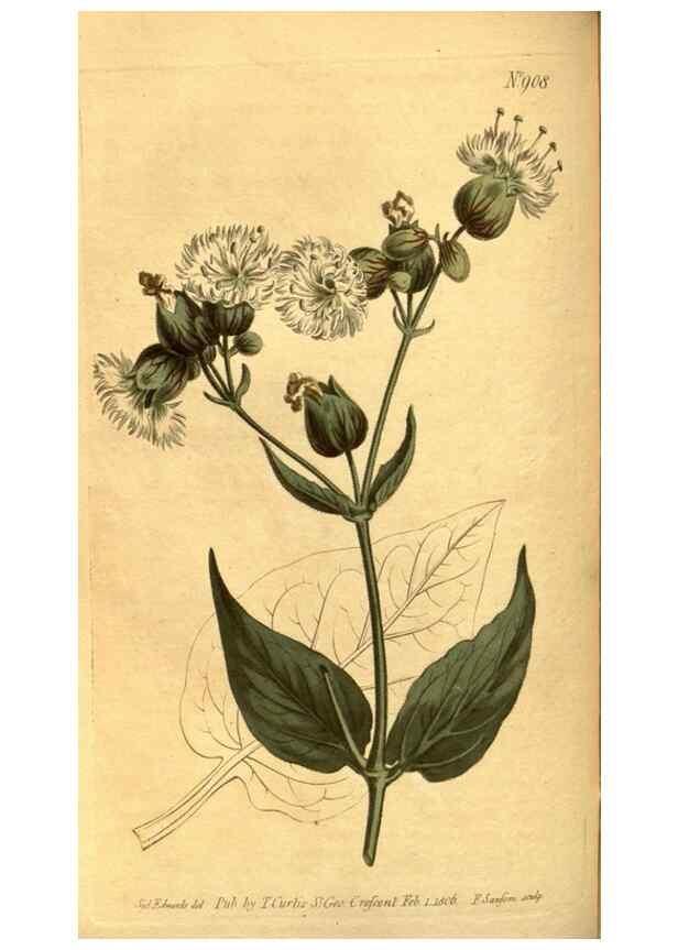 Reproducción/Reproduction 10594614223: Curtis's botanical magazine.. London ;New York [etc.] :Academic Press [etc.]