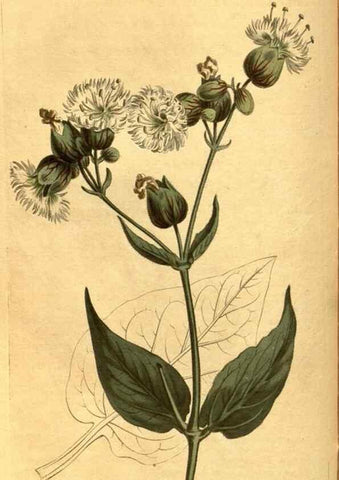 Reproducción/Reproduction 10594614223: Curtis's botanical magazine.. London ;New York [etc.] :Academic Press [etc.]