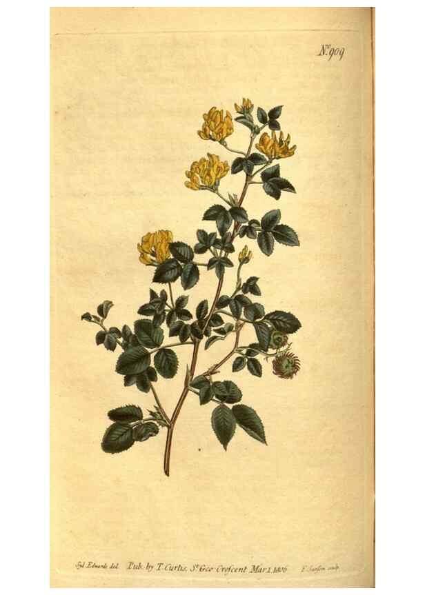 Reproducción/Reproduction 10594370326: Curtis's botanical magazine.. London ;New York [etc.] :Academic Press [etc.]
