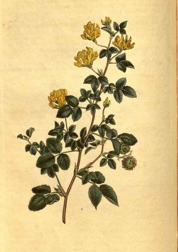 Reproducción/Reproduction 10594370326: Curtis's botanical magazine.. London ;New York [etc.] :Academic Press [etc.]