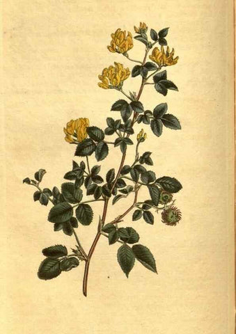 Reproducción/Reproduction 10594370326: Curtis's botanical magazine.. London ;New York [etc.] :Academic Press [etc.]