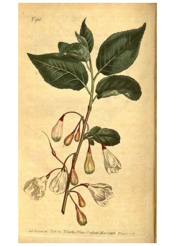 Reproducción/Reproduction 10594377006: Curtis's botanical magazine.. London ;New York [etc.] :Academic Press [etc.]