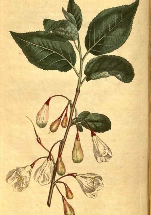 Reproducción/Reproduction 10594377006: Curtis's botanical magazine.. London ;New York [etc.] :Academic Press [etc.]