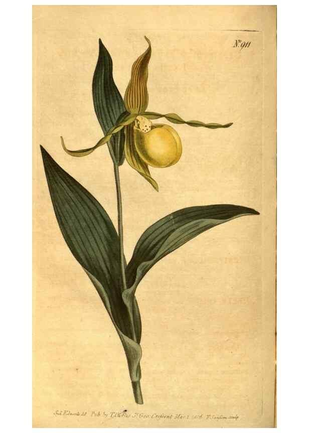 Reproducción/Reproduction 10594371975: Curtis's botanical magazine.. London ;New York [etc.] :Academic Press [etc.]