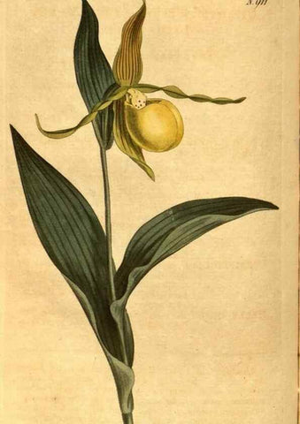 Reproducción/Reproduction 10594371975: Curtis's botanical magazine.. London ;New York [etc.] :Academic Press [etc.]