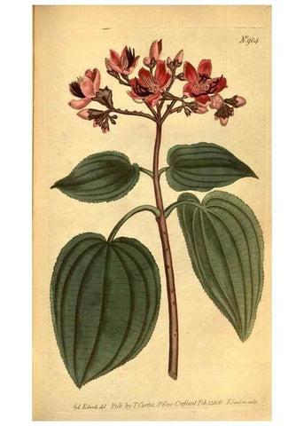 Reproducción/Reproduction 10594346686: Curtis's botanical magazine.. London ;New York [etc.] :Academic Press [etc.]