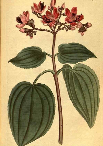 Reproducción/Reproduction 10594346686: Curtis's botanical magazine.. London ;New York [etc.] :Academic Press [etc.]