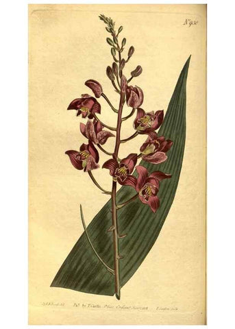 Reproducción/Reproduction 10594717393: Curtis's botanical magazine.. London ;New York [etc.] :Academic Press [etc.]