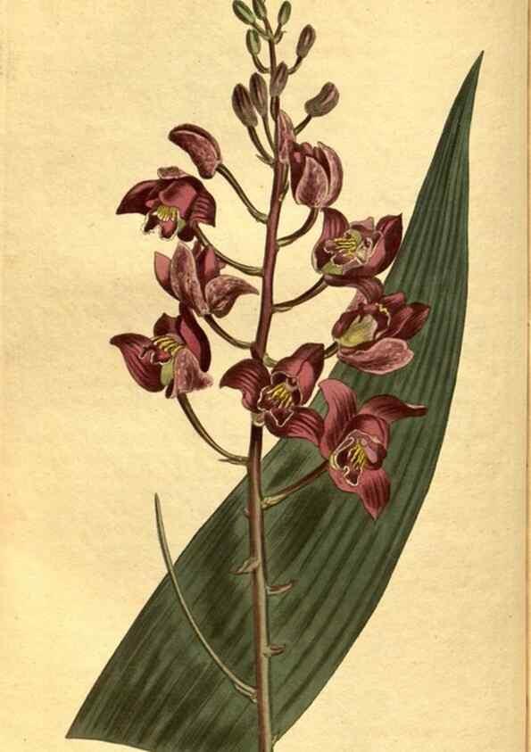 Reproducción/Reproduction 10594717393: Curtis's botanical magazine.. London ;New York [etc.] :Academic Press [etc.]