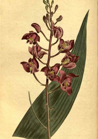Reproducción/Reproduction 10594717393: Curtis's botanical magazine.. London ;New York [etc.] :Academic Press [etc.]