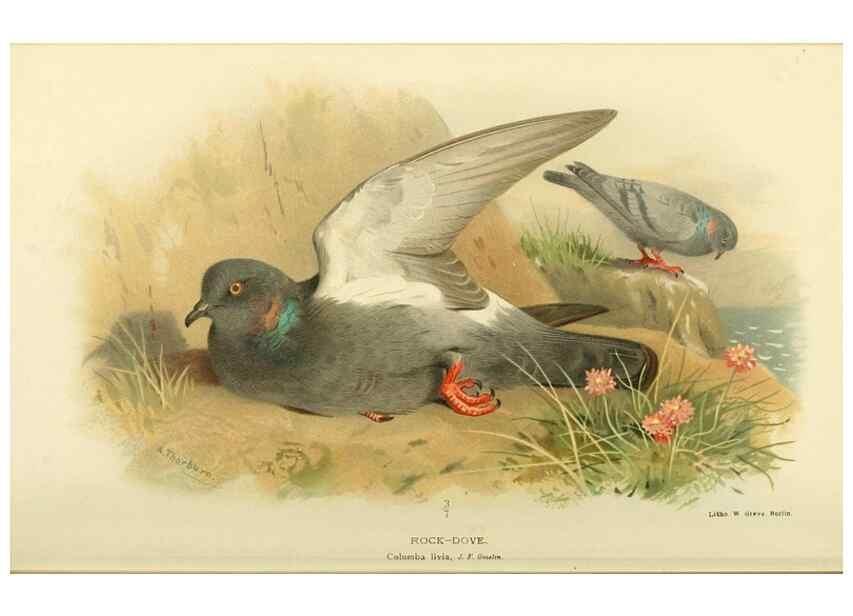 Reproducción/Reproduction 10560524583: Coloured figures of the birds of the British Islands / issued by Lord Lilford.. London :R. H. Porter,1885-1897.