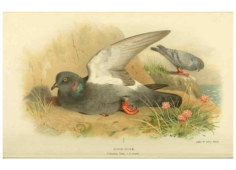 Reproducción/Reproduction 10560524583: Coloured figures of the birds of the British Islands / issued by Lord Lilford.. London :R. H. Porter,1885-1897.