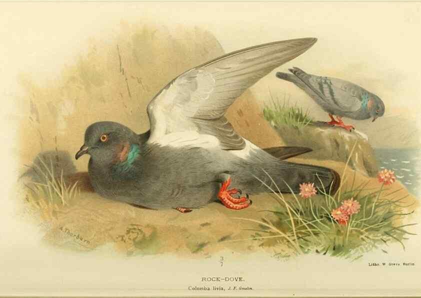 Reproducción/Reproduction 10560524583: Coloured figures of the birds of the British Islands / issued by Lord Lilford.. London :R. H. Porter,1885-1897.