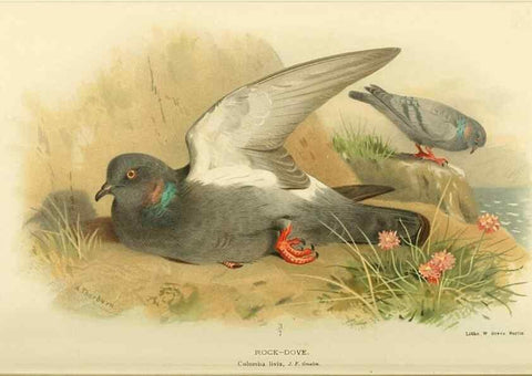 Reproducción/Reproduction 10560524583: Coloured figures of the birds of the British Islands / issued by Lord Lilford.. London :R. H. Porter,1885-1897.