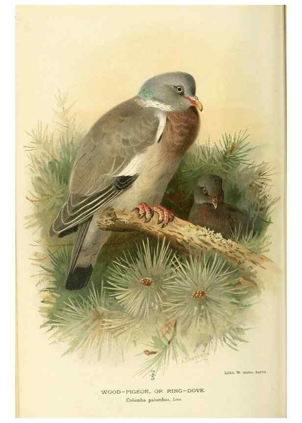 Reproducción/Reproduction 10560517983: Coloured figures of the birds of the British Islands / issued by Lord Lilford.. London :R. H. Porter,1885-1897.