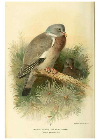 Reproducción/Reproduction 10560517983: Coloured figures of the birds of the British Islands / issued by Lord Lilford.. London :R. H. Porter,1885-1897.