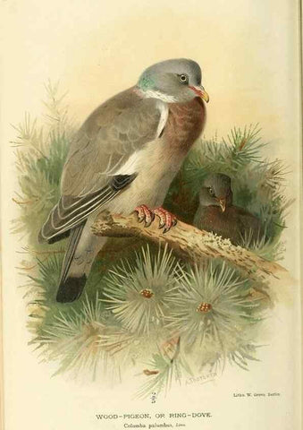 Reproducción/Reproduction 10560517983: Coloured figures of the birds of the British Islands / issued by Lord Lilford.. London :R. H. Porter,1885-1897.